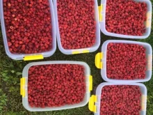 компания по продаже ягод, грибов и орехов Дары Сибири в Красноярске