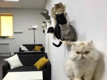 антикафе Коты-круты в Чебоксарах