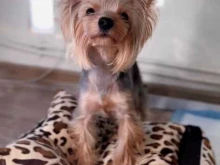 Гостиницы для животных Booking Dog в Ставрополе