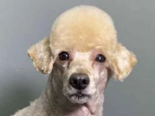 Пушистый питомец, Героя Аверкиева, 2 