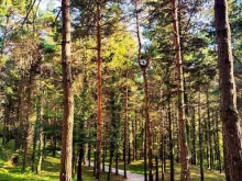 ресторан в сосновом бору Forest в Сочи