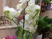 Camellia, проспект Стачки, 80 