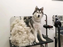 Будка, Космонавта Леонова, 27а 