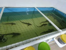 акваферма Осётр в Нижнем Новгороде