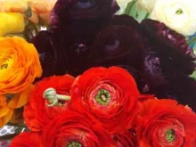 Сувениры Улетные цветы во Внуково в Москве