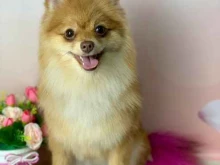 Зоотовары 1st groom в Казани