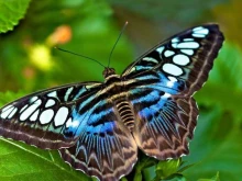 интернет-магазин живых бабочек Империя бабочек в Краснодаре