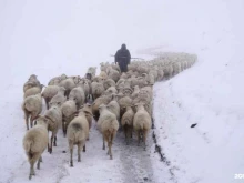 Саморегулируемые организации (СРО) Национальный союз овцеводов в Ставрополе