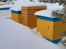 Продукты пчеловодства Твоя пчела в Красноярске