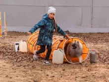 кинологический клуб дрессировки собак Abc Dog School в Комсомольске-на-Амуре