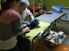 ветеринарная клиника Ласточка в Чебоксарах