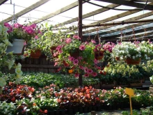 питомник растений Фабрика цветов в Санкт-Петербурге