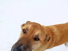 Приюты для животных Закамский приют для собак в Перми