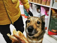 официальный дилер Территория здоровой еды и лакомств для кошек и собак в Архангельске