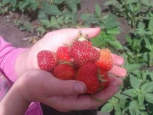 компания по выращиванию плодово-ягодных и декоративных культур Плодопитомник в Новокузнецке