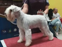 зоосалон ПапаDogs в Барнауле