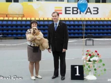 хендлинг-зал Best in show в Нижнем Тагиле